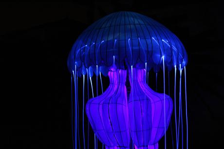 Océans en voie d’illumination au Jardin des plantes