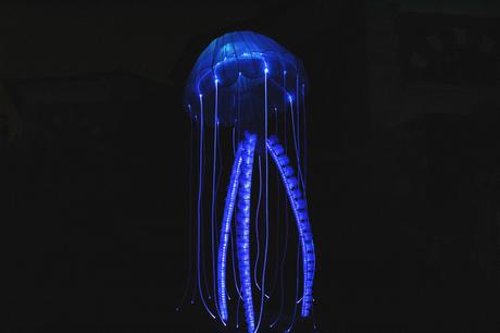 Océans en voie d’illumination au Jardin des plantes