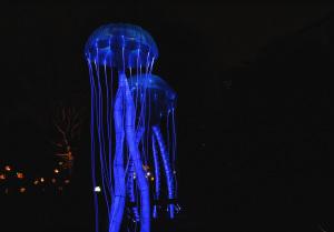 Océans en voie d’illumination au Jardin des plantes