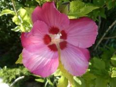 décédés,famille,amour,ancêtres,hommage,fleurs,souvenirs