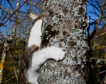 Carnet / Courage, fuyons ! carnet,note,journal,autobiographie,printemps des poètes,usine à gaz,souillarde,arrière-cuisine,brouet,courage,poésie,blog littéraire de christian cottet-emard,cigare,cuba,havane,montecristo club,montecristo,cigares cubains,vuelta abajo,vuelta arriba,cigarillo,cigare du nicaragua,paradiso,nicaragua,christian claude louis cottet-emard,oiseau,chat,campagne,humidor