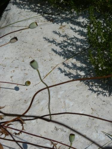 Carnet / Une grosse pierre carnet,note,journal,autobiographie,blog littéraire de christian cottet-emard,poèmes du bois de chauffage,éditions germes de barbarie,christian cottet-emard,la grosse pierre,poésie,poème,littérature,texte,muret jurassien,campagne,saisons,frêne,sanglier,chevreuil,animaux sauvages,forêt,pré,jardin,potager,thym citron,coquelicot,pétale,scotch whisky isle of jura,écosse,pomme de terre vitelotte,mortadelle,cigare partagas,café au lait,vie quotidienne,effort,tabac,alcool,nourriture