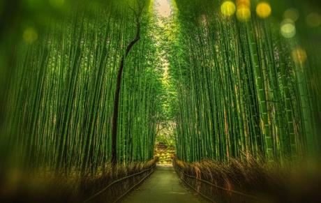 La fougère et le bambou
