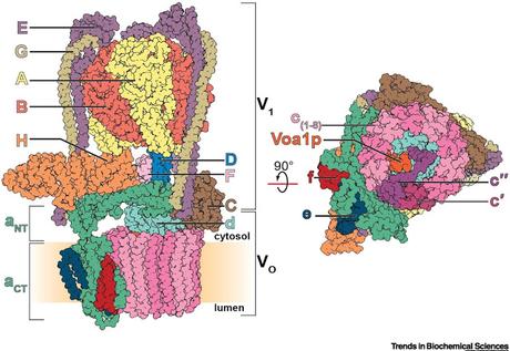 #trendsinbiochemicalsciences #ATPase Structure et Rôles des ATPases de type V