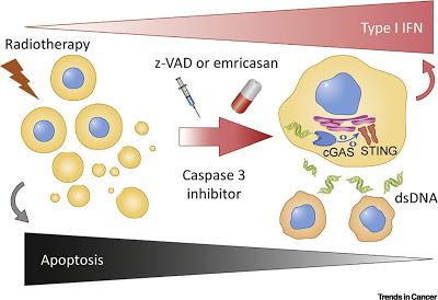 #trendsincancer #radioimmunothérapie Stress Tumoral Prémortem en Radioimmunothérapie #trendsincancer #radioimmunothérapie Stress Tumoral Prémortem en Radioimmunothérapie