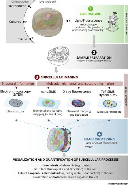 #trendsincellbiology #imageriecellulaire #cellule Imagerie Chimique Subcellulaire : Pistes Nouvelles en Biologie Cellulaire