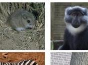 #trendsinecologyandevolution #mammifère #couleur #pelage Couleur Mammifères