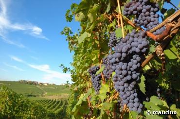 En 2023, la France aura le 2ème plus grand vignoble bio du monde