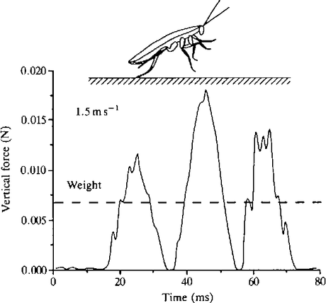 Fig. From Mechanics of a rapid running insect: two-, four- and six-legged locomotion