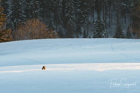 Les yeux d'or du renard sont sublimés par le manteau neigeux et les derniers rayons du soleil d'hiver.