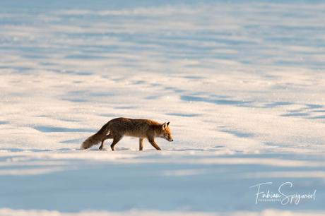 Les yeux d'or du renard sont sublimés par le manteau neigeux et les derniers rayons du soleil d'hiver.