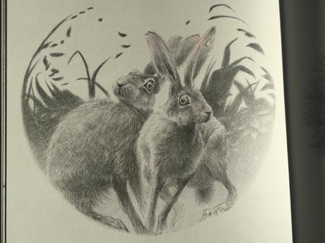 Le lièvre et les lapins – Timothée Le Véel