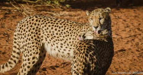 2 jours dans le Kalahari – Namibie