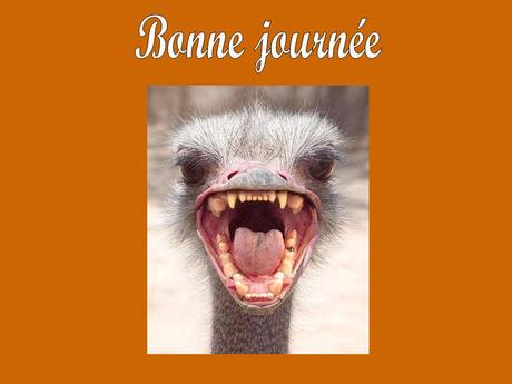 Blague - Le vieil homme et l'autruche