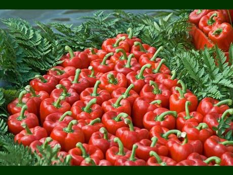 Pays Etranger - La Hollande - 1