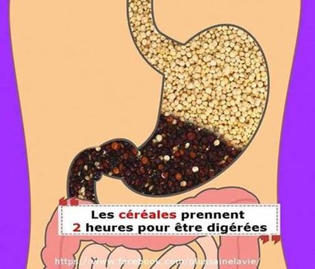 Divers - Notre digestion