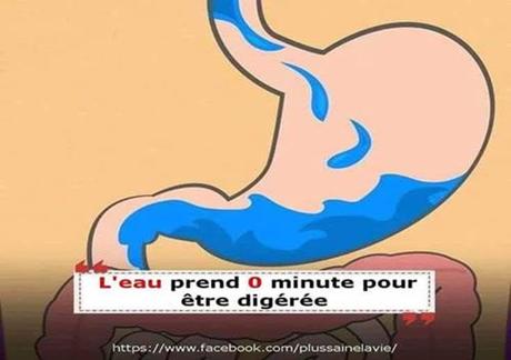 Divers - Notre digestion