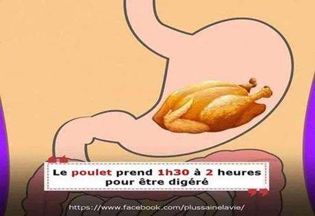 Divers - Notre digestion