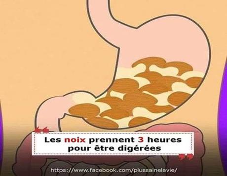 Divers - Notre digestion