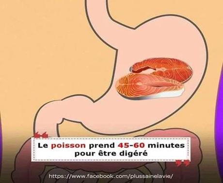 Divers - Notre digestion