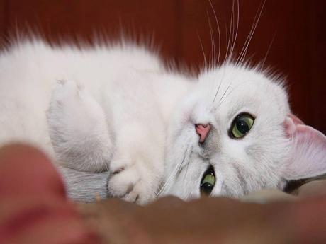 Divers - Symphonie en blanc - 2