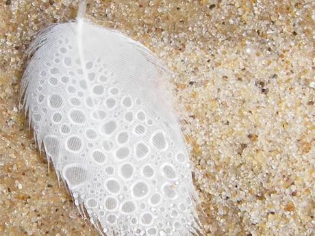 Divers - Symphonie en blanc - 2