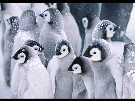 Divers - Symphonie en blanc - 2