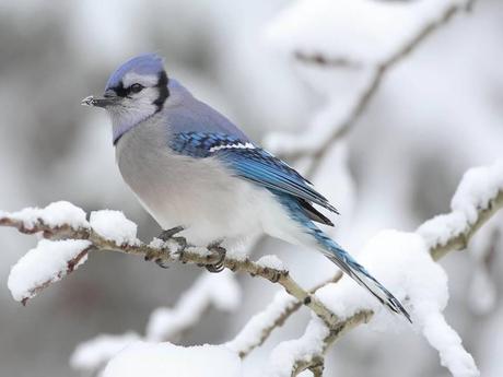 Divers - Symphonie en blanc - 2