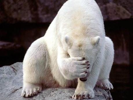 Divers - Symphonie en blanc - 2