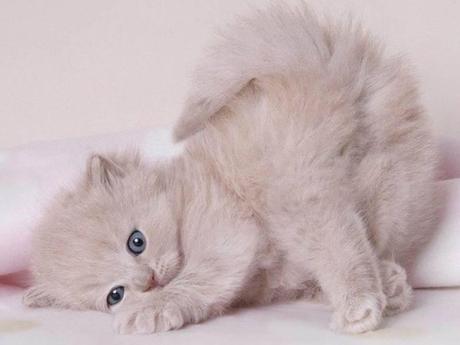 Divers - Symphonie en blanc - 2