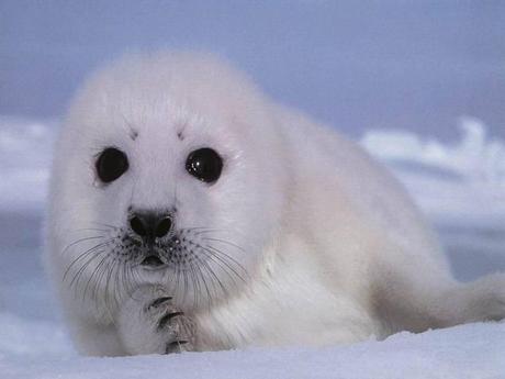 Divers - Symphonie en blanc - 2