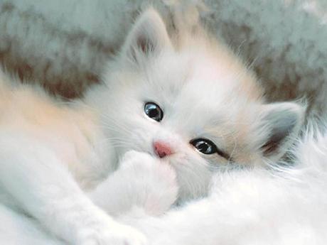 Divers - Symphonie en blanc - 2