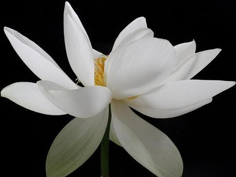 Divers - Symphonie en blanc - 1