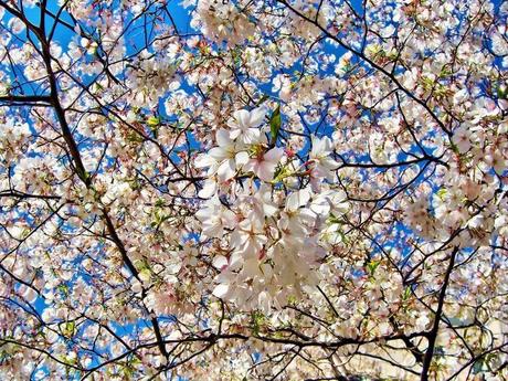 Divers - Symphonie en blanc - 1