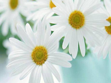 Divers - Symphonie en blanc - 1