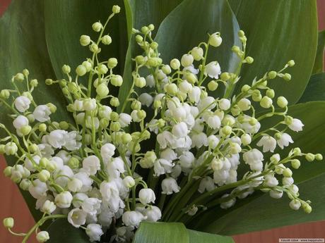 Divers - Symphonie en blanc - 1