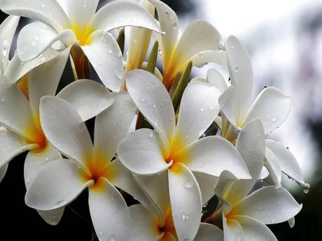 Divers - Symphonie en blanc - 1