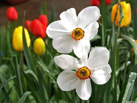 Divers - Symphonie en blanc - 1