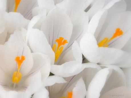 Divers - Symphonie en blanc - 1