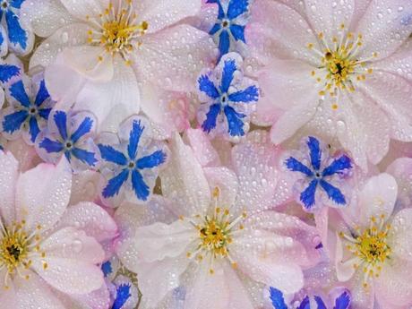 Divers - Symphonie en blanc - 1