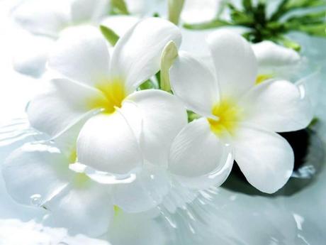 Divers - Symphonie en blanc - 1