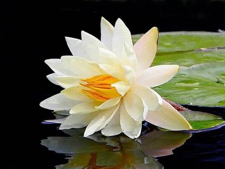 Divers - Symphonie en blanc - 1