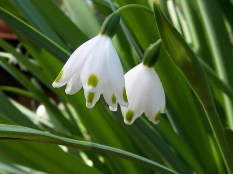 Divers - Symphonie en blanc - 1