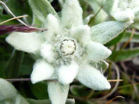 Divers - Symphonie en blanc - 1