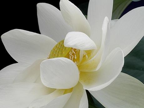 Divers - Symphonie en blanc - 1