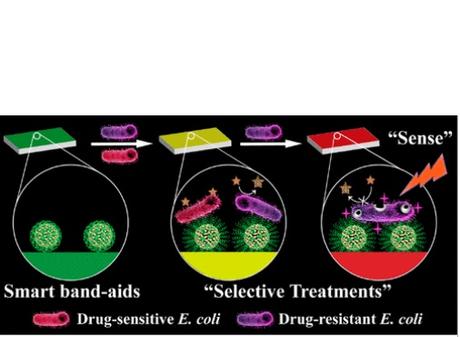 Si la plaie est infectée par des bactéries résistantes à l’antibiotique, le pansement devient rouge grâce à l'action d'une enzyme produite par les microbes résistants Si la plaie est infectée par des bactéries résistantes à l’antibiotique, le pansement devient rouge grâce à l'action d'une enzyme produite par les microbes résistants