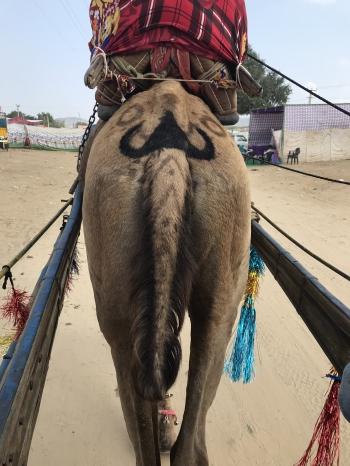 Inde,Pushkar,rajasthan,camel fair,chameaux,ville sainte,chevaux,bétails
