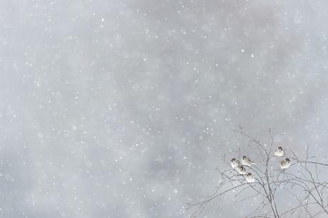 La panthère des neiges de Sylvain TESSON