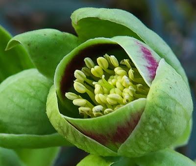 Hellébore fétide (Helleborus foetidus)