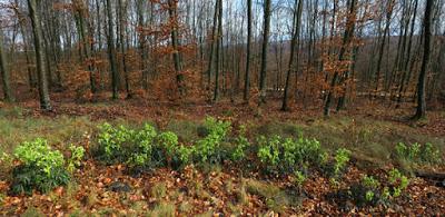 Hellébore fétide (Helleborus foetidus)